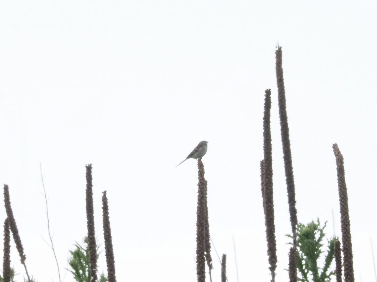 Field Sparrow - ML619497858