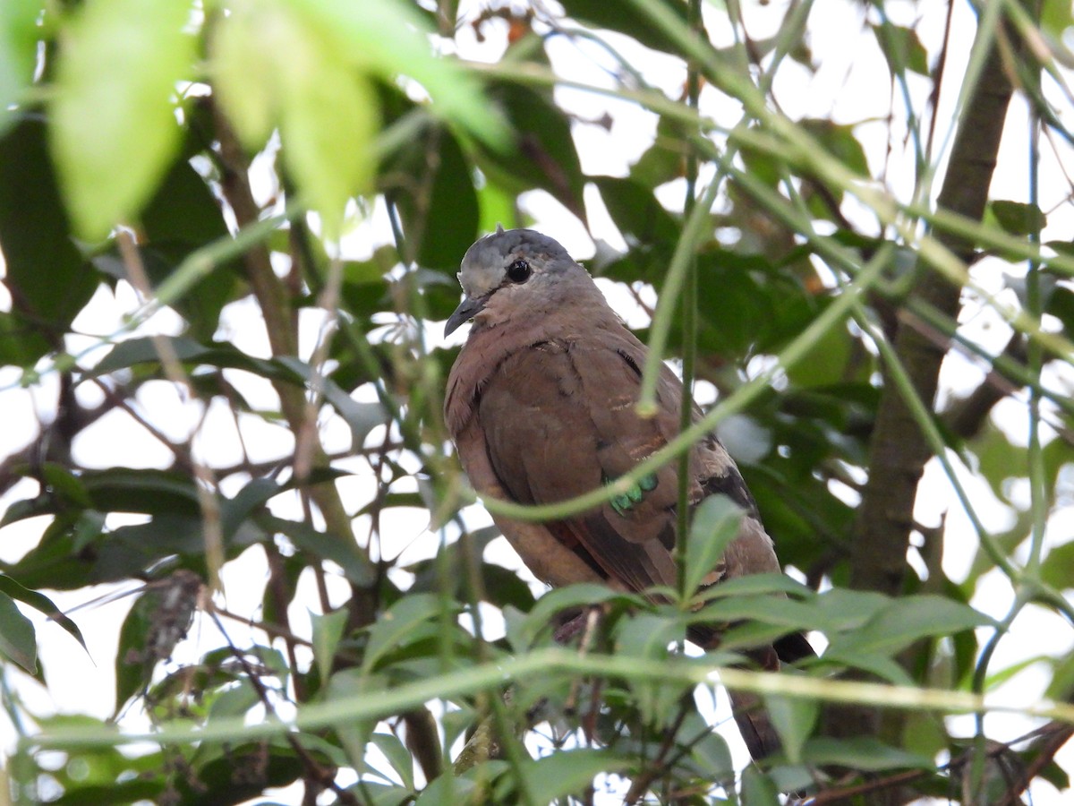 Emerald-spotted Wood-Dove - ML619497872