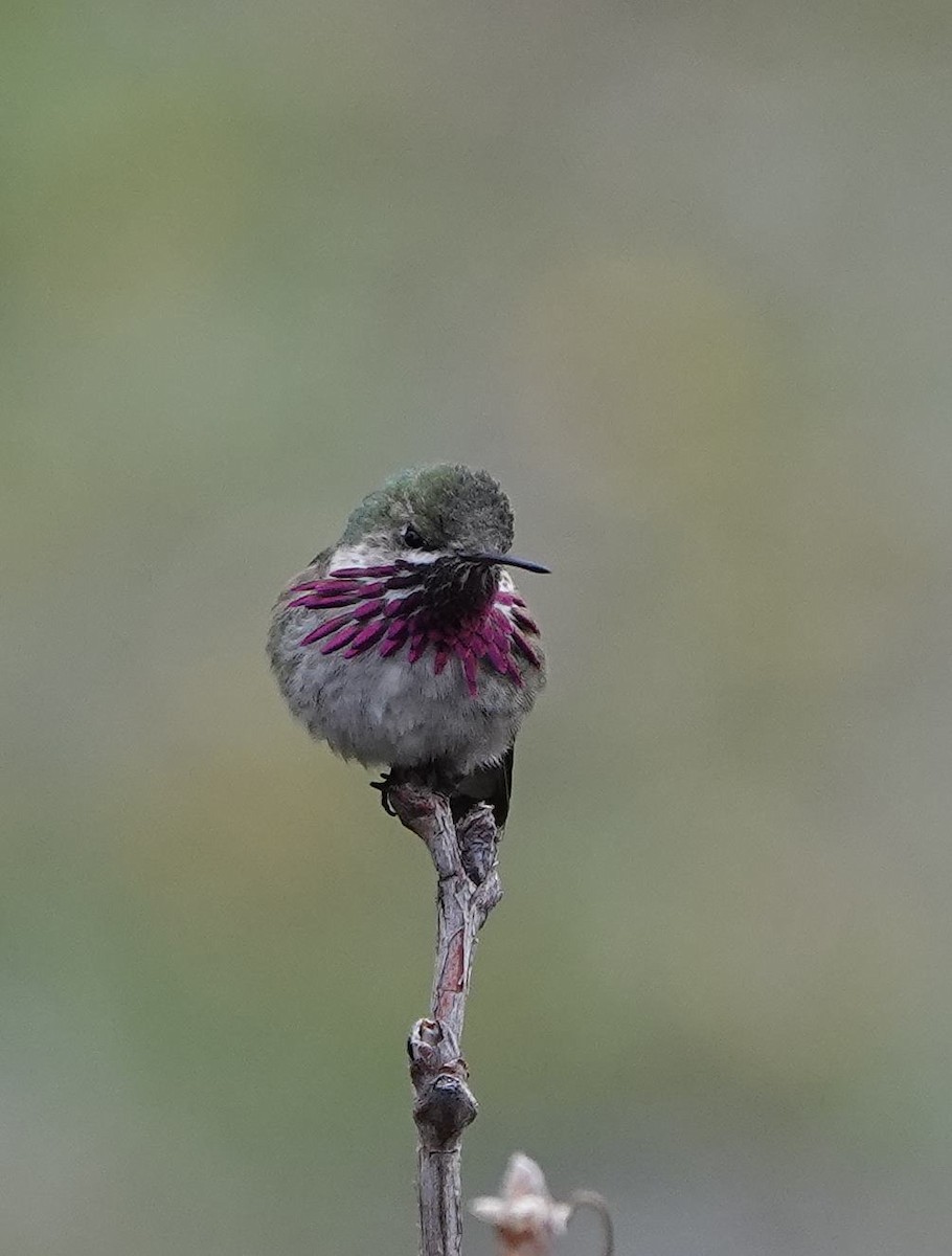 Calliope Hummingbird - ML619497874