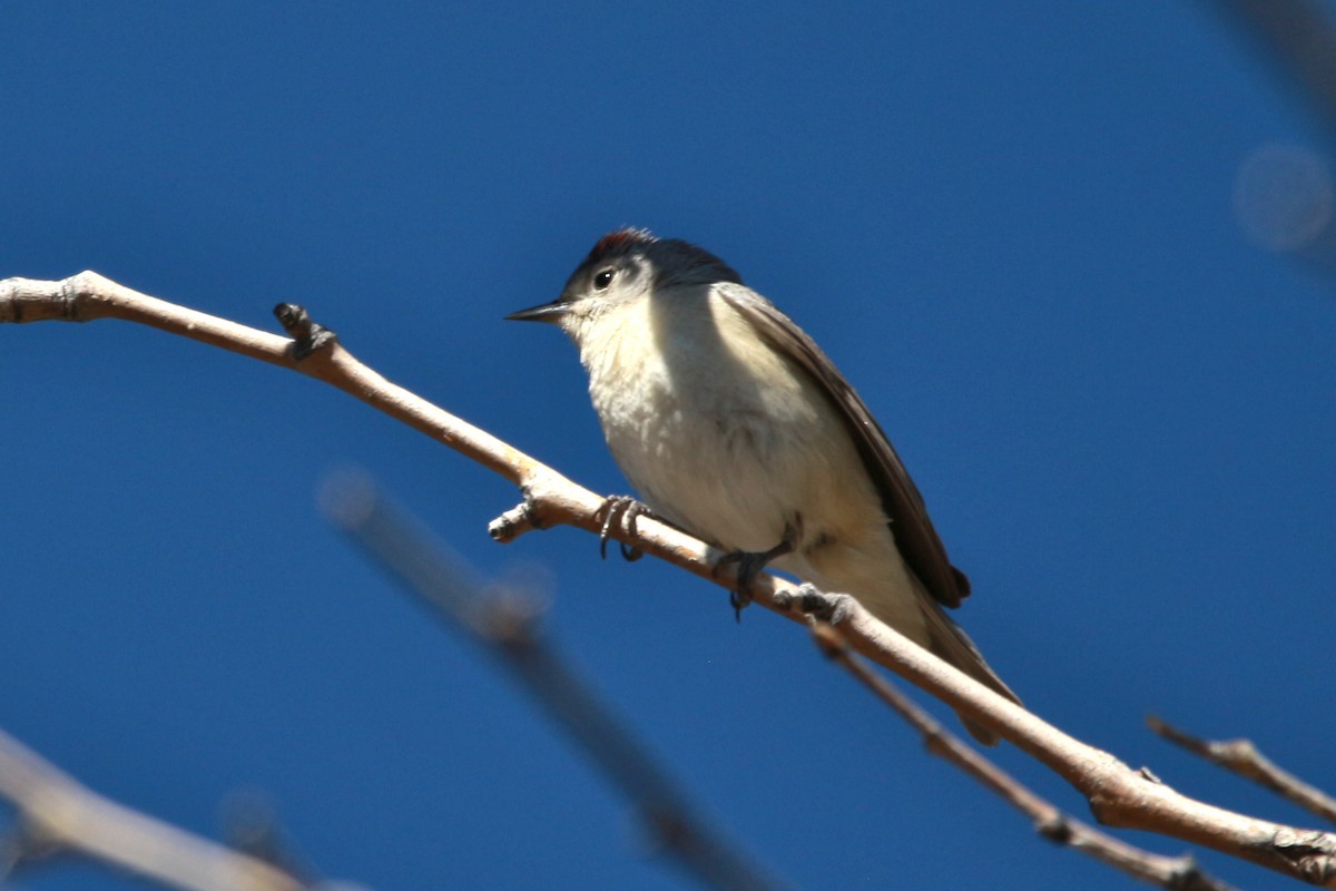 Lucy's Warbler - ML619497921