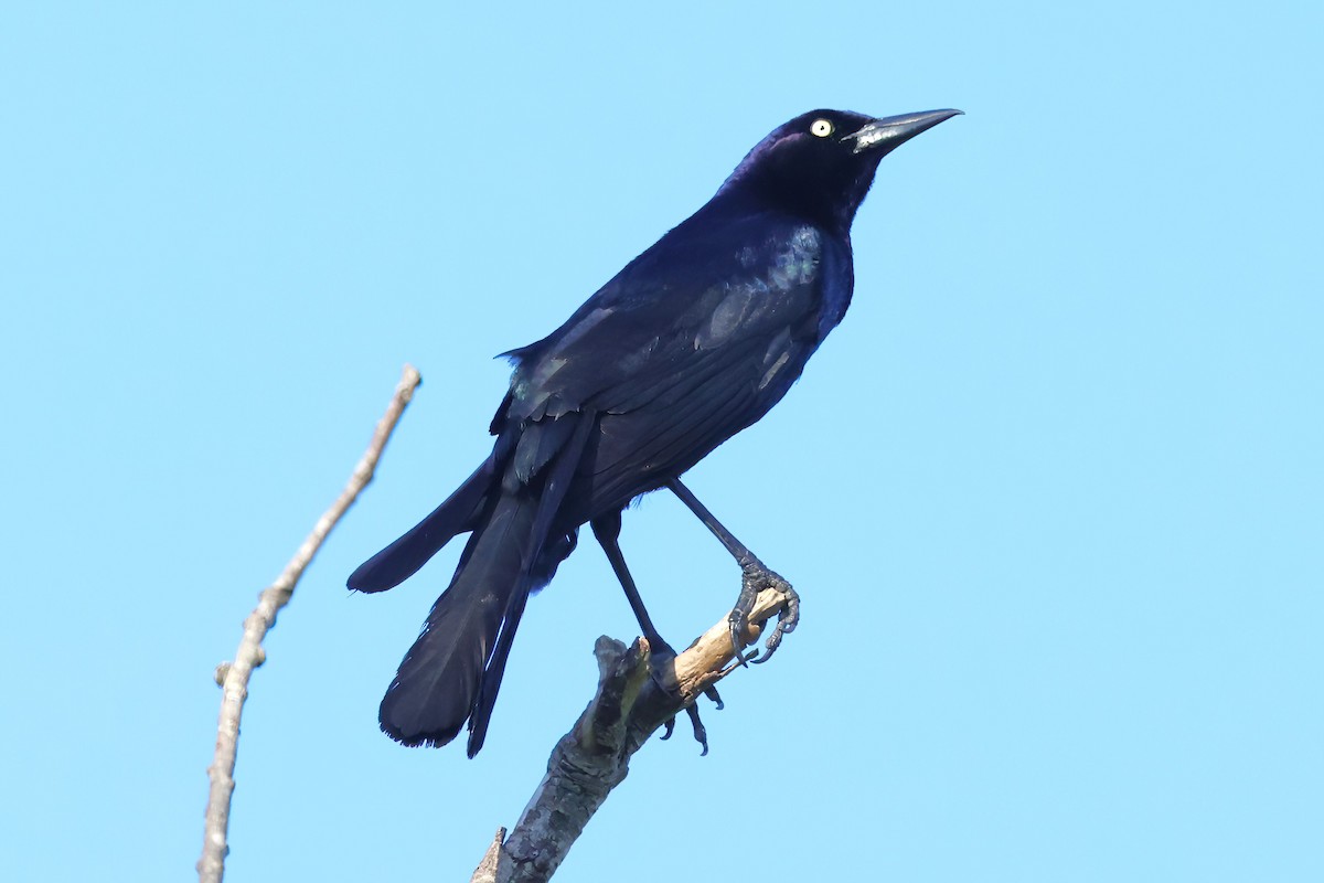 Boat-tailed Grackle - ML619497949