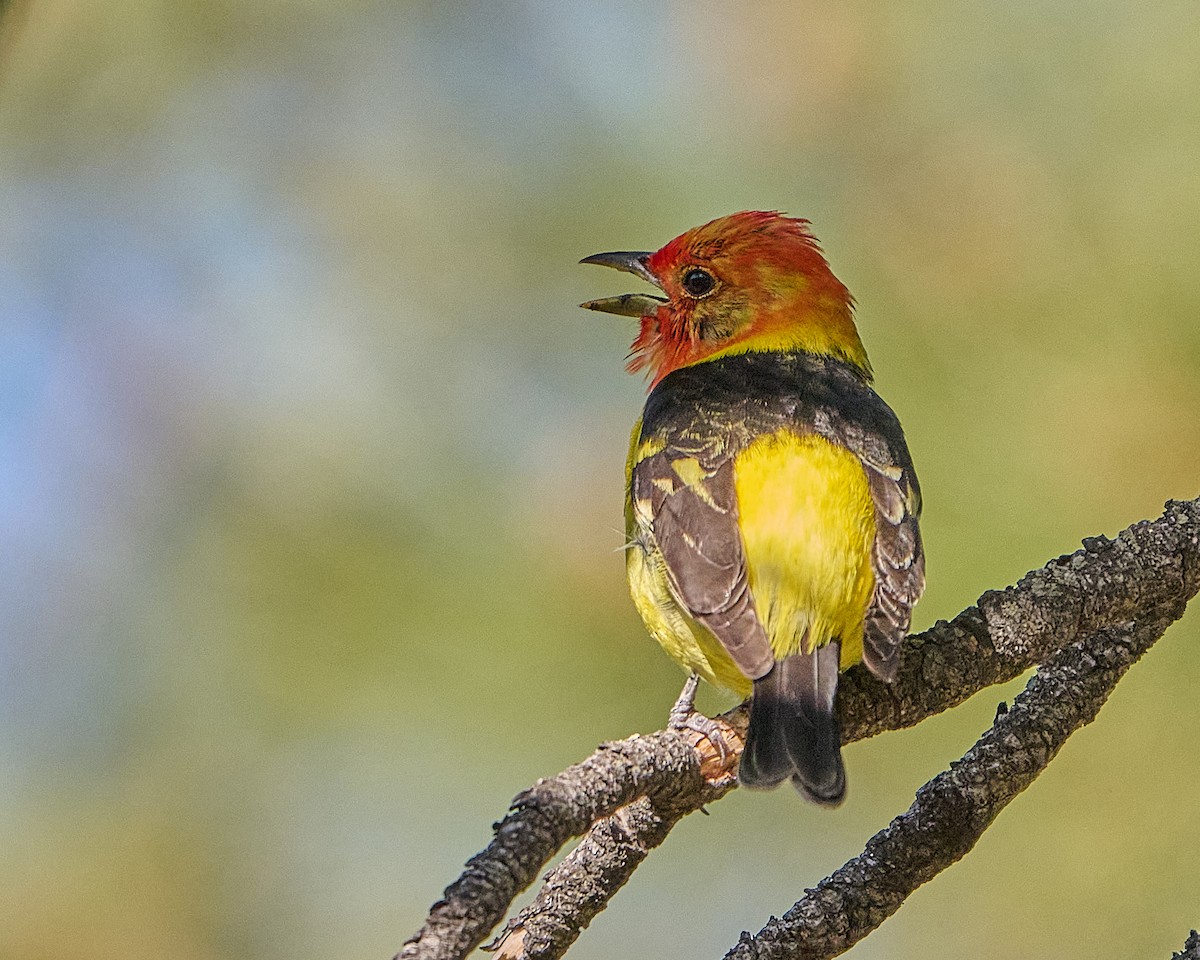 Western Tanager - ML619497976
