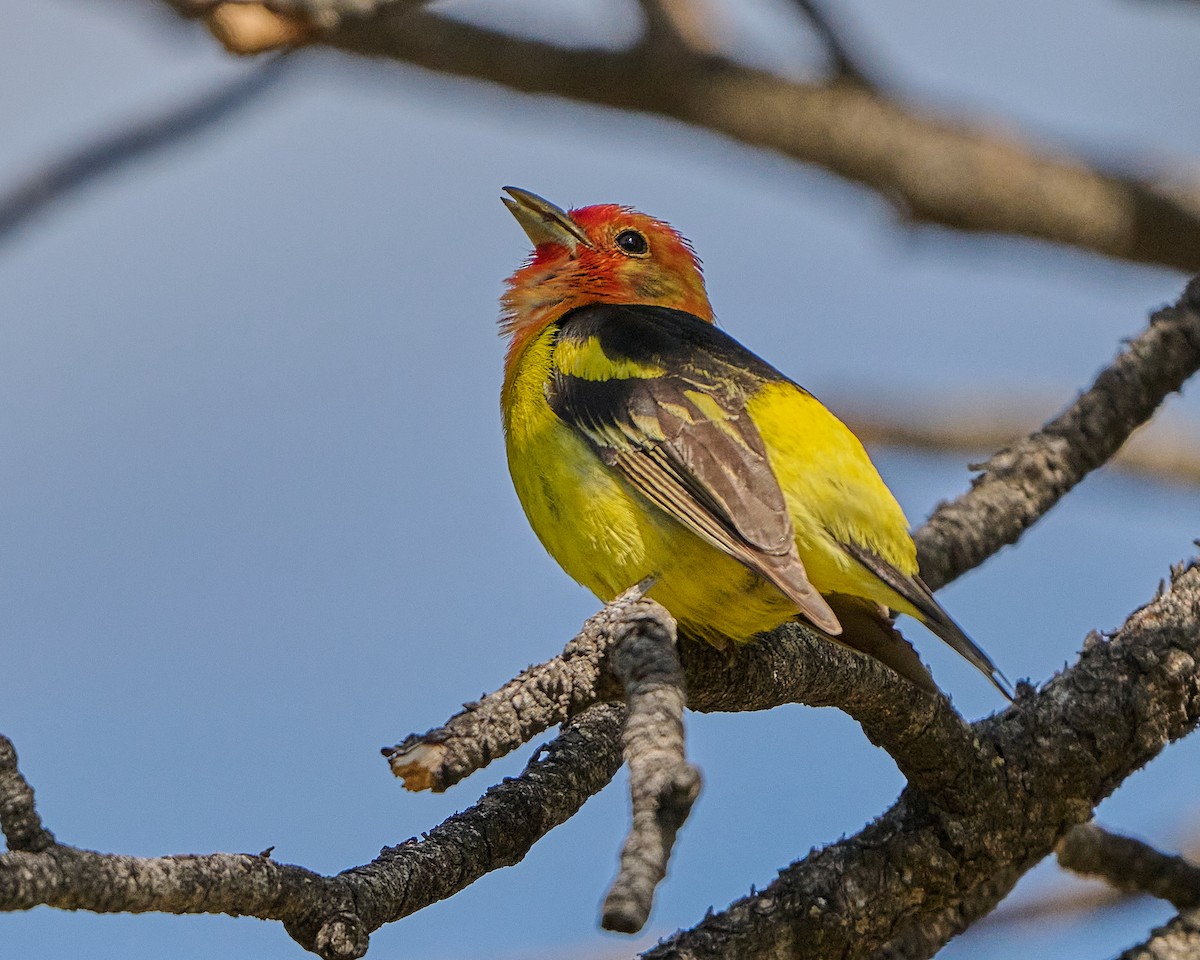 Western Tanager - ML619497977