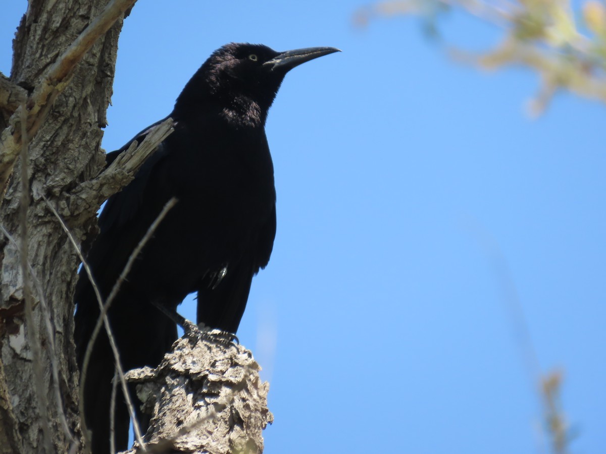 Great-tailed Grackle - ML619497978