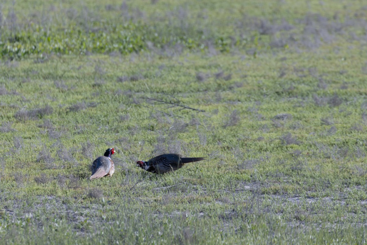 Ring-necked Pheasant - ML619497979