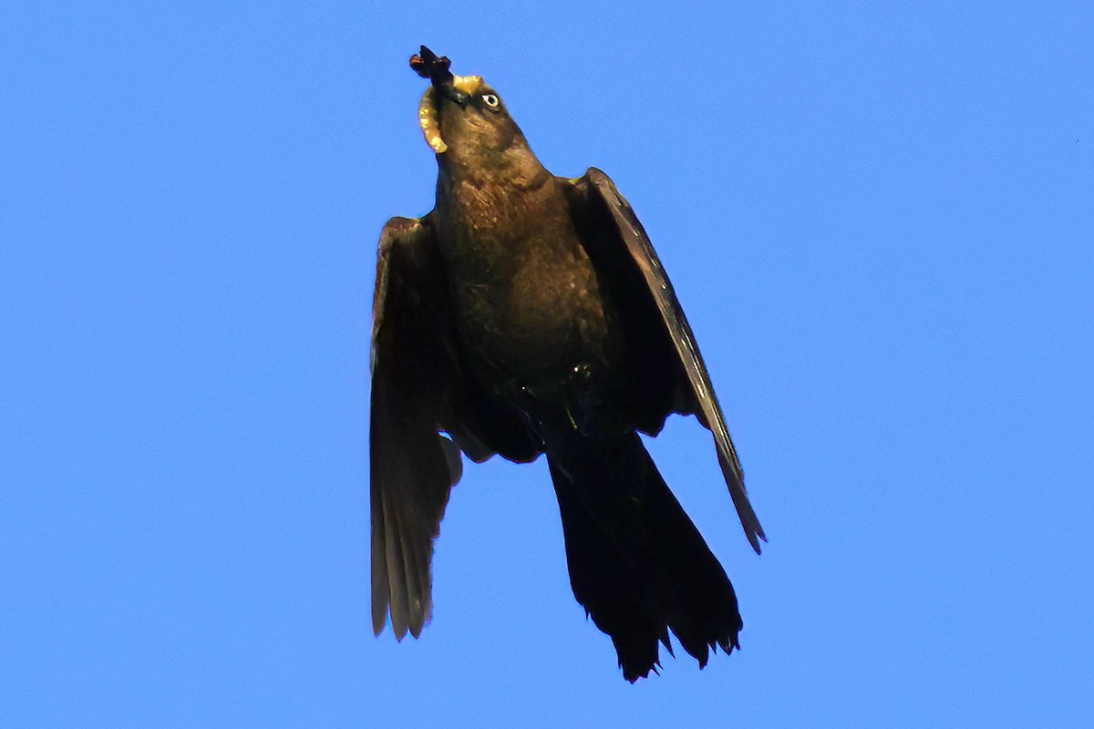 Boat-tailed Grackle - ML619498029