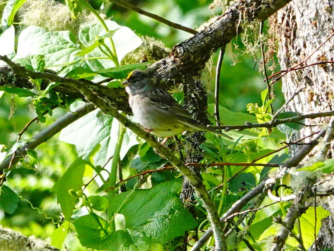 Golden-crowned Sparrow - ML619498030