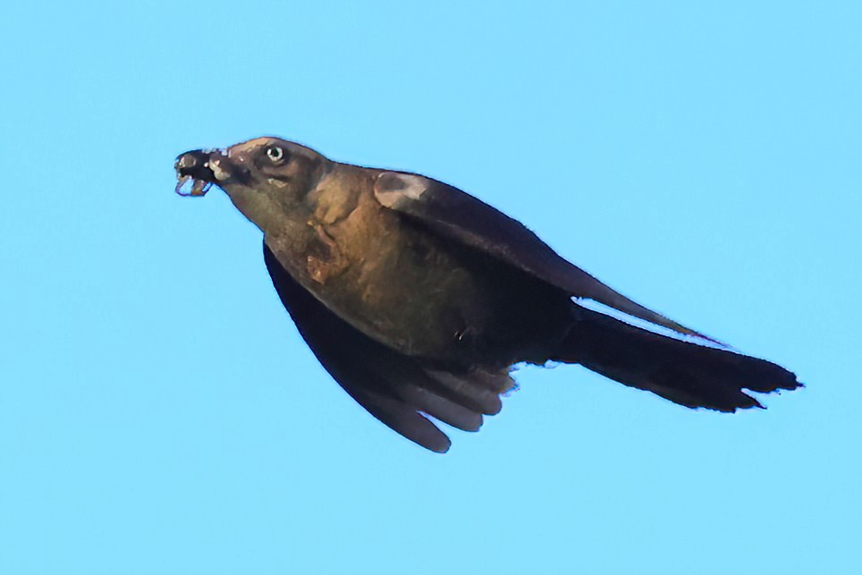 Boat-tailed Grackle - ML619498031