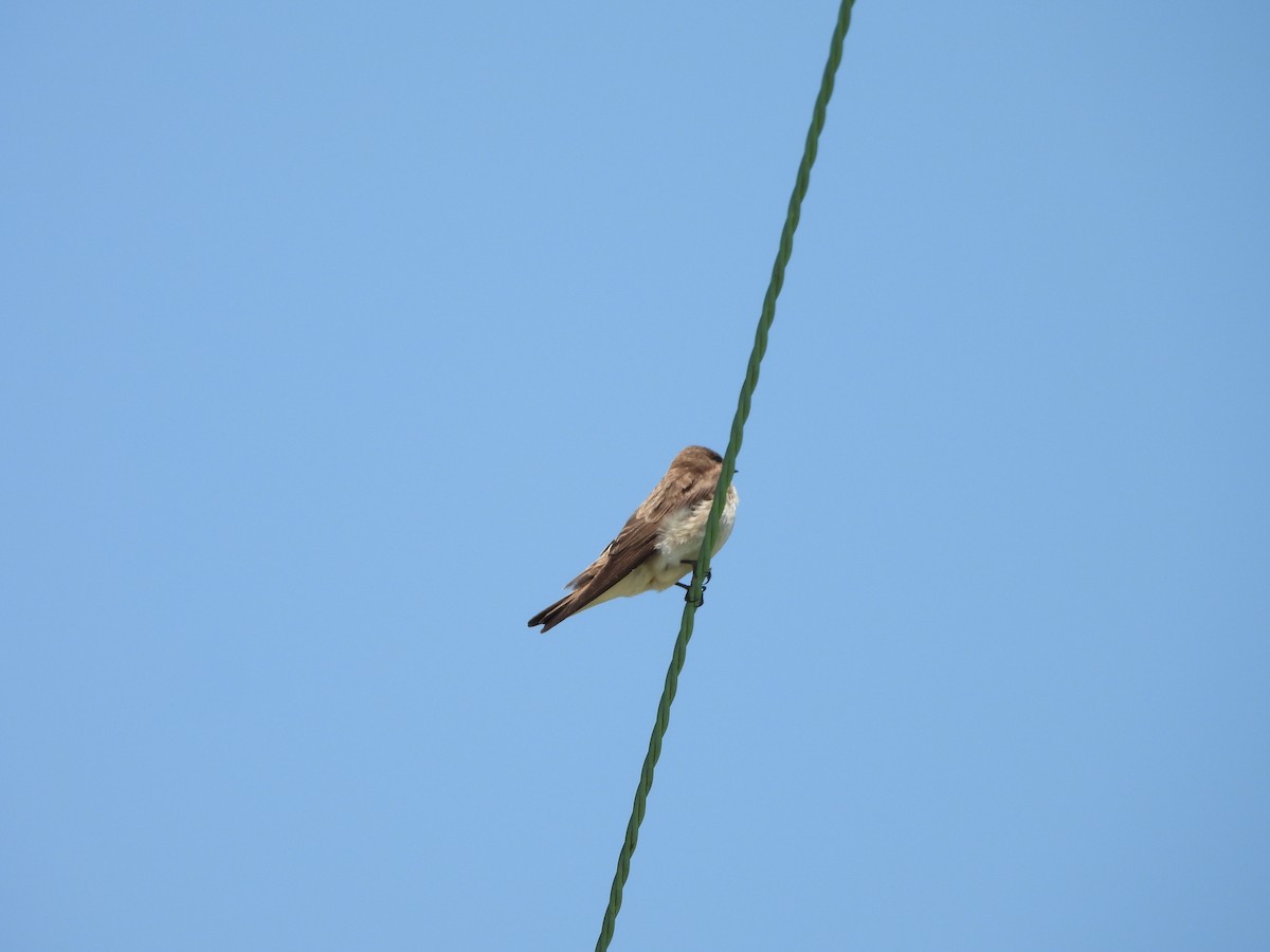 Northern Rough-winged Swallow - ML619498064