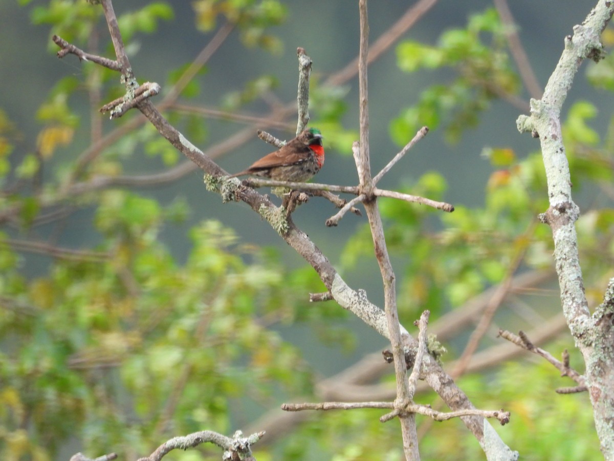 Scarlet-chested Sunbird - ML619498071