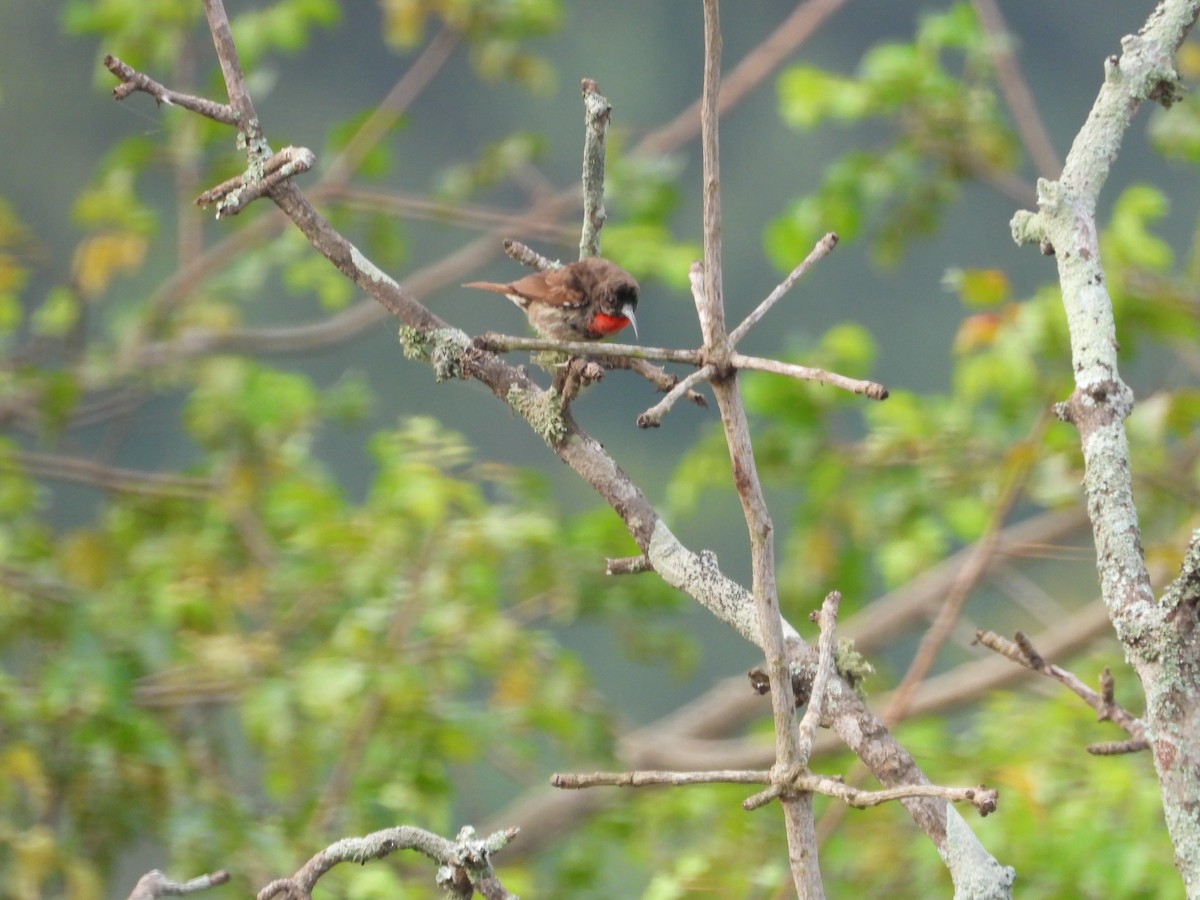 Scarlet-chested Sunbird - ML619498072