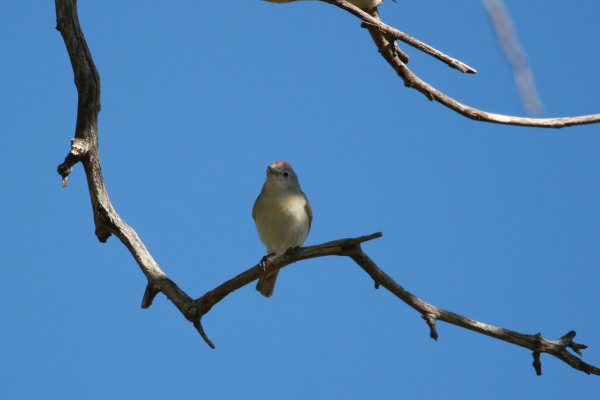 Lucy's Warbler - ML619498152