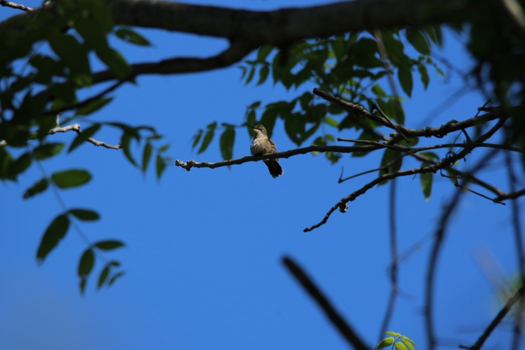 Ruby-throated Hummingbird - ML619498165