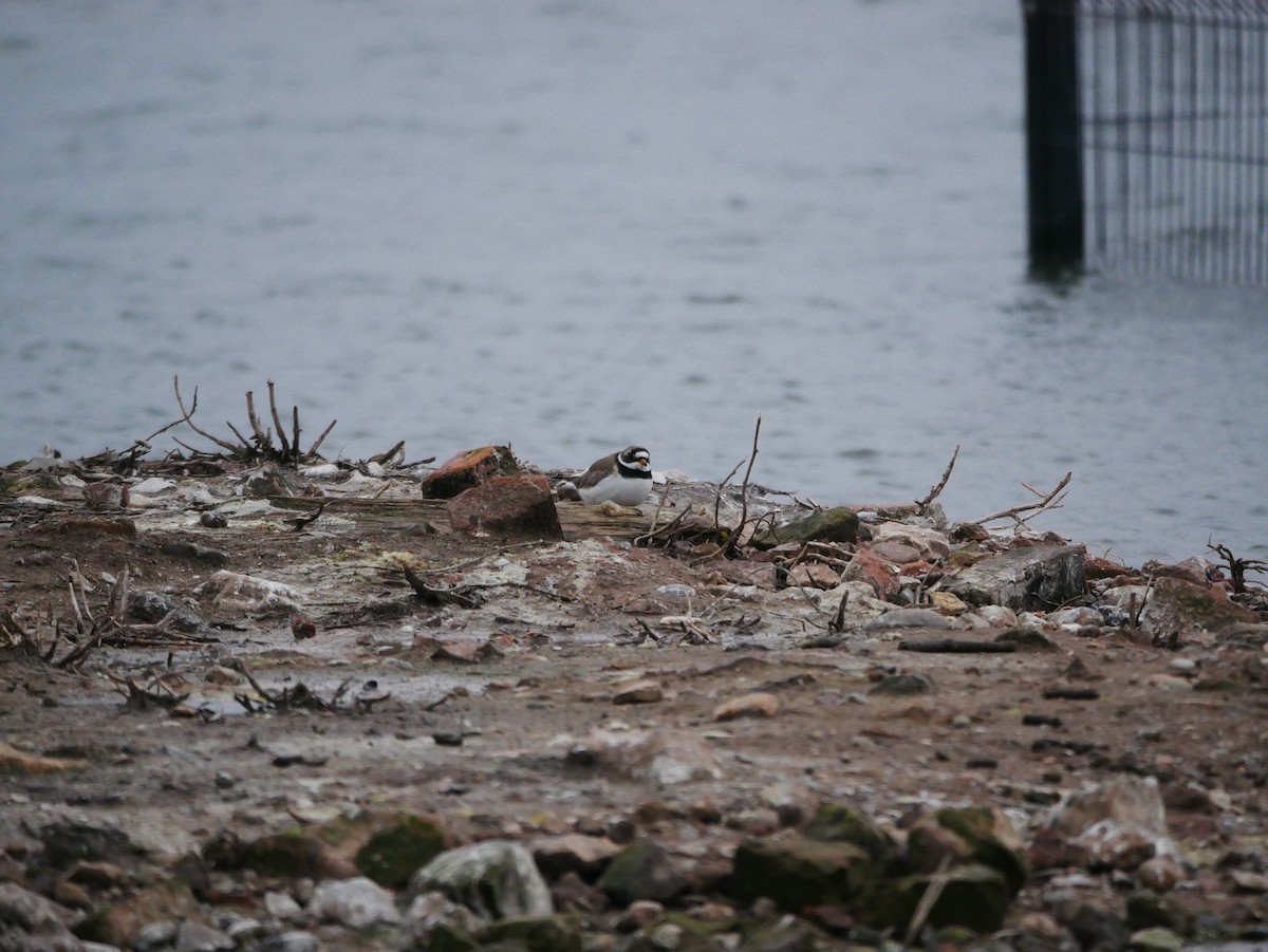 Common Ringed Plover - ML619498182