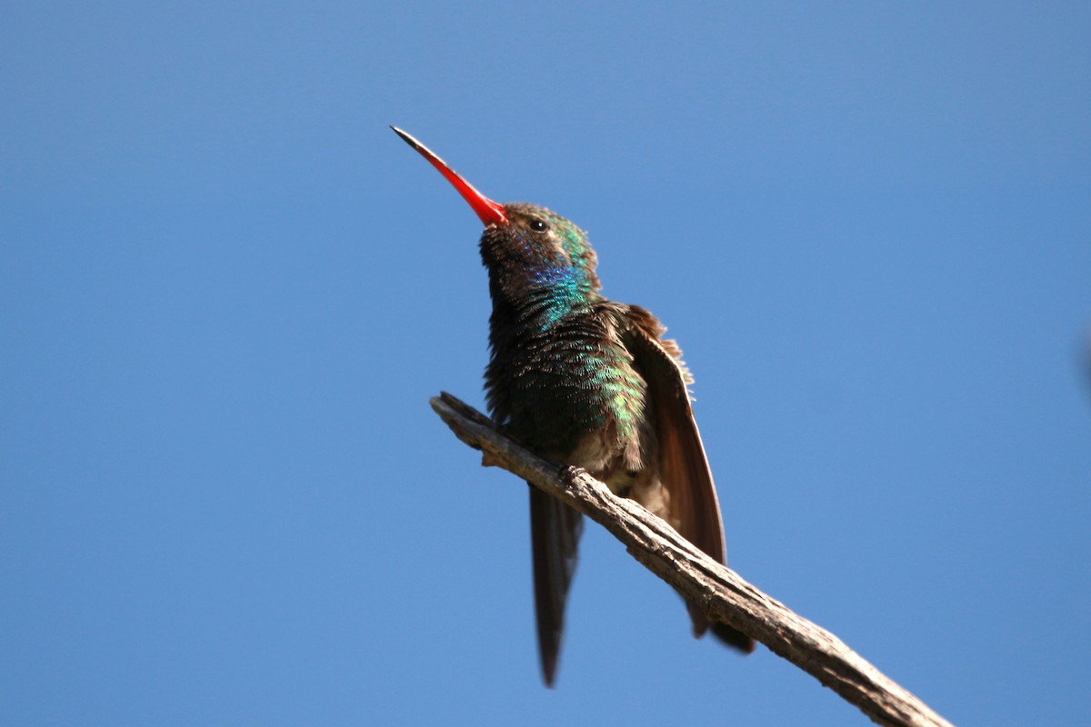 Broad-billed Hummingbird - ML619498183