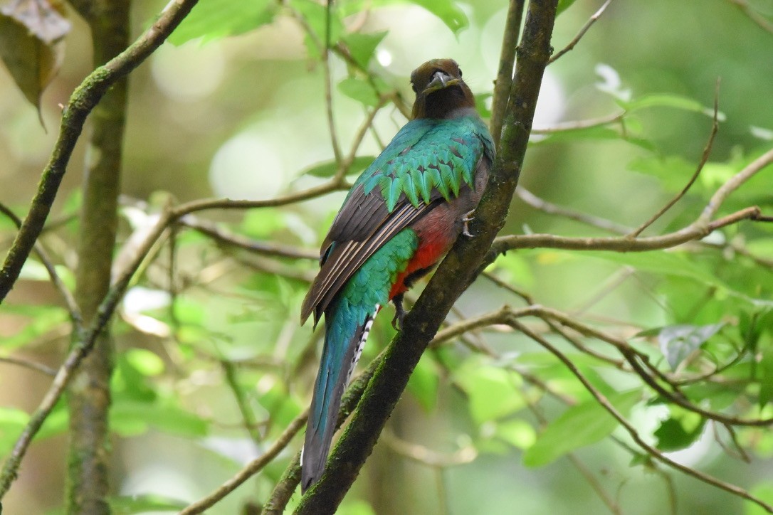 Quetzal resplendissant - ML619498216
