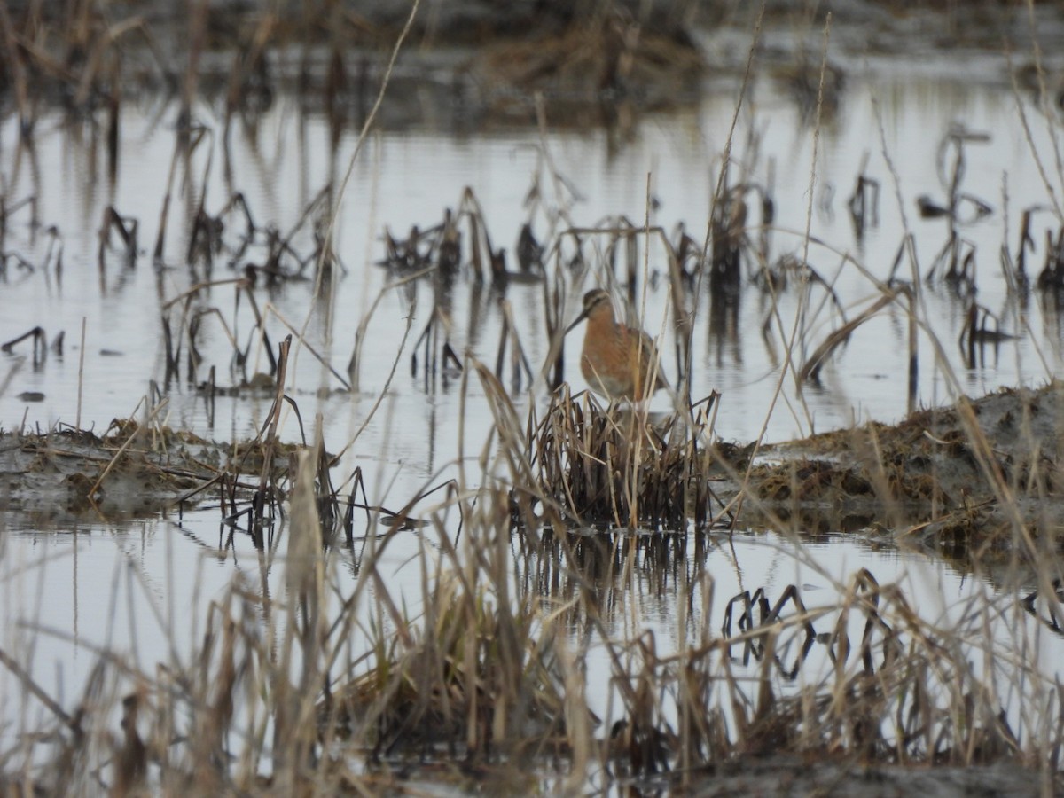Long-billed Dowitcher - ML619498229