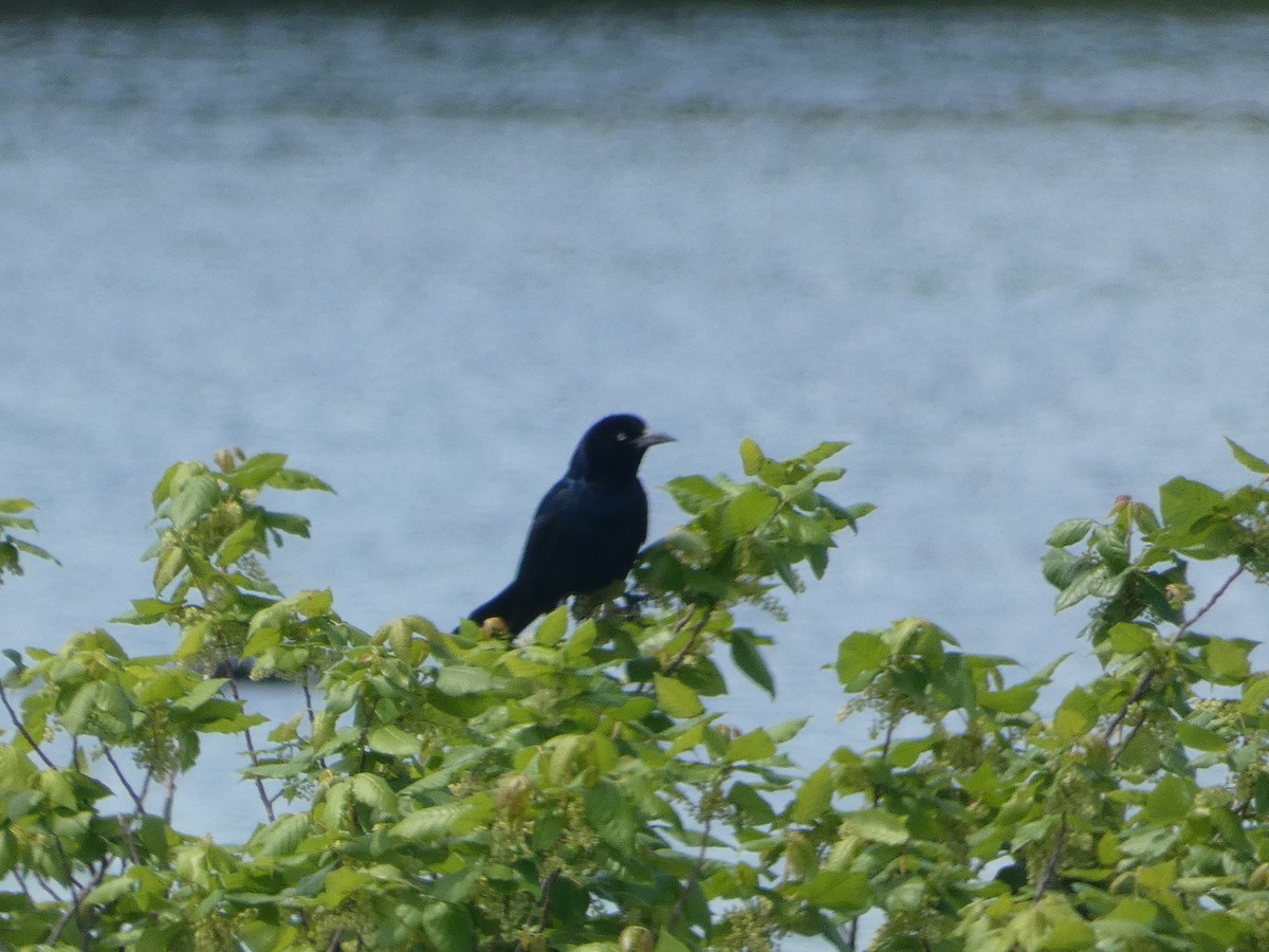 Boat-tailed Grackle - ML619498248