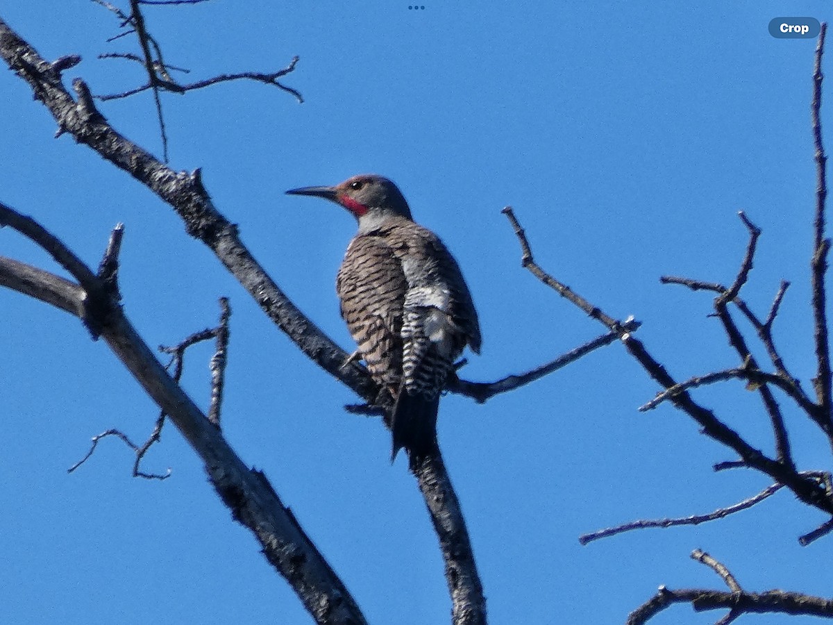 Northern Flicker (Red-shafted) - ML619498268