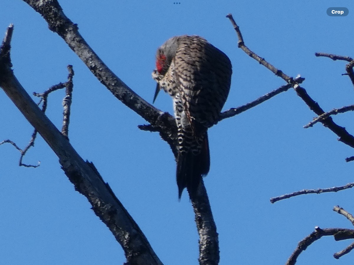 Northern Flicker (Red-shafted) - ML619498282