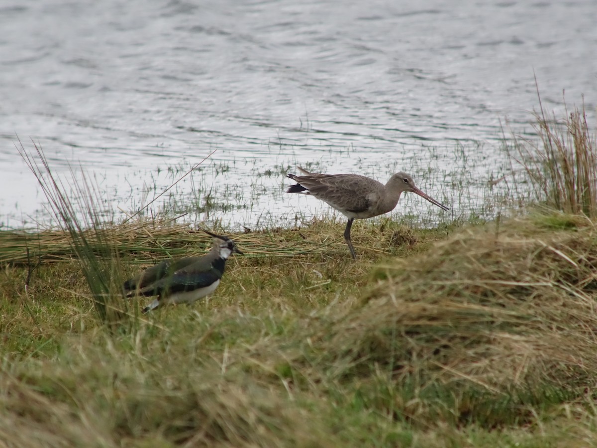 Black-tailed Godwit (islandica) - ML619498284
