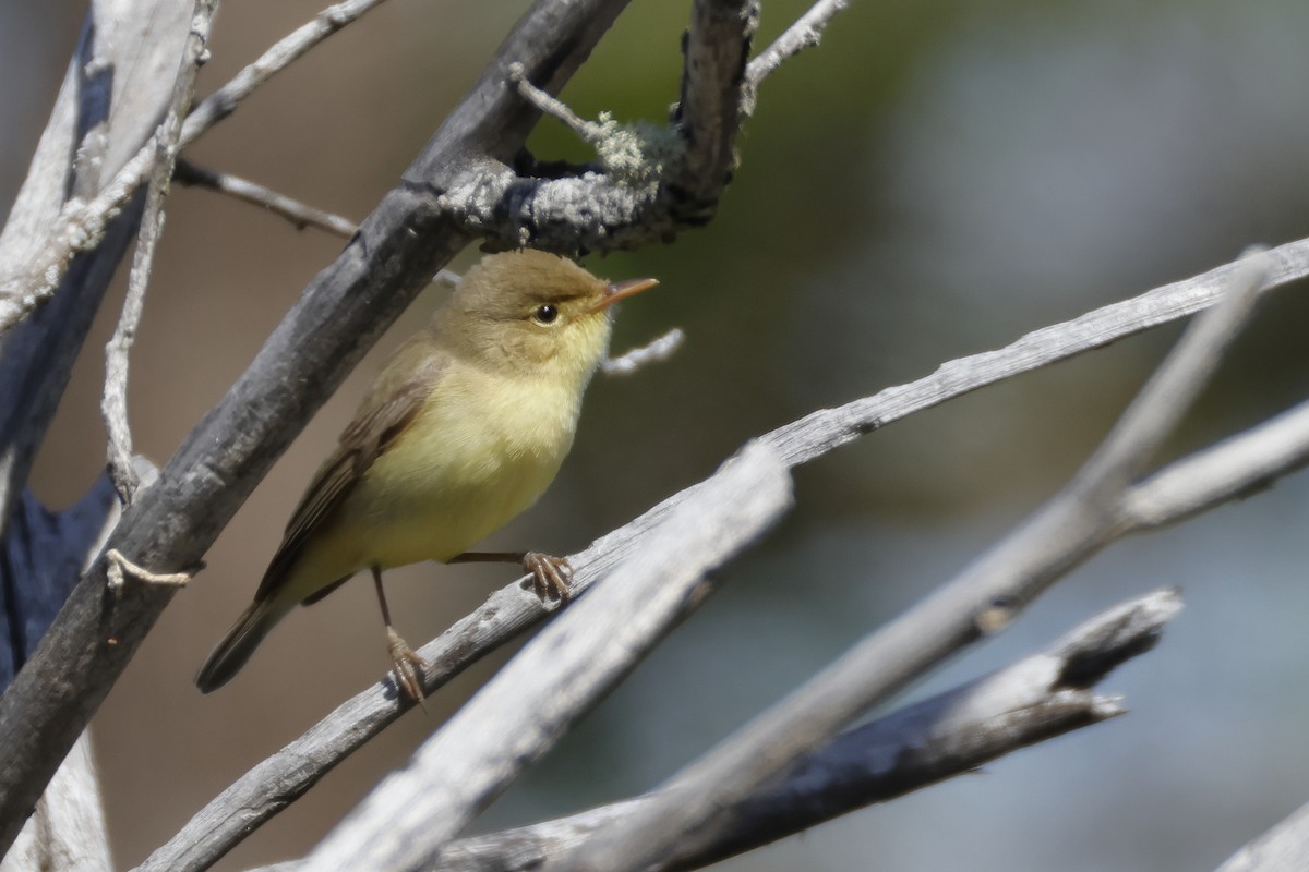 Melodious Warbler - ML619498293