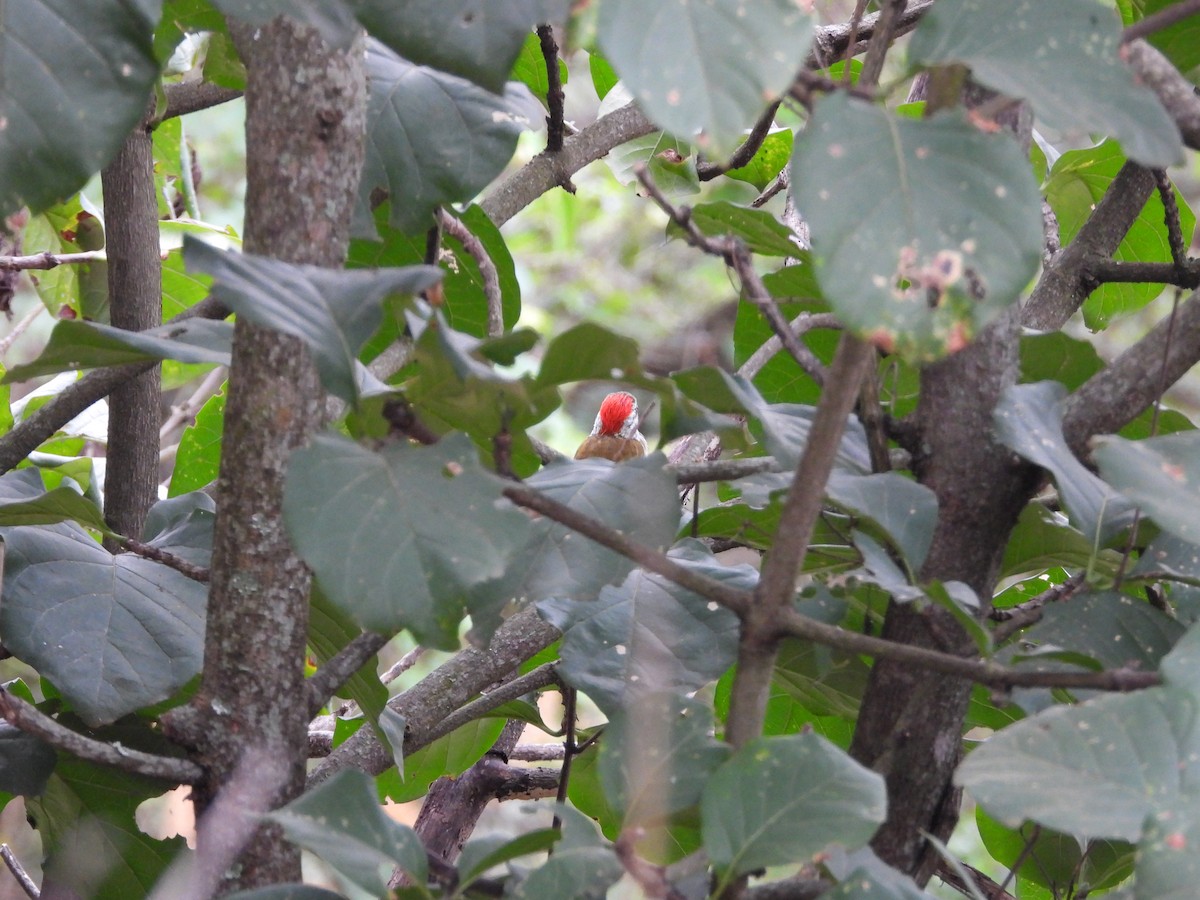 African Gray Woodpecker - ML619498303
