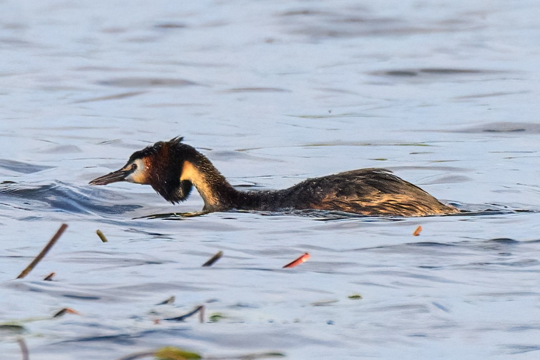 Great Crested Grebe - ML619498318