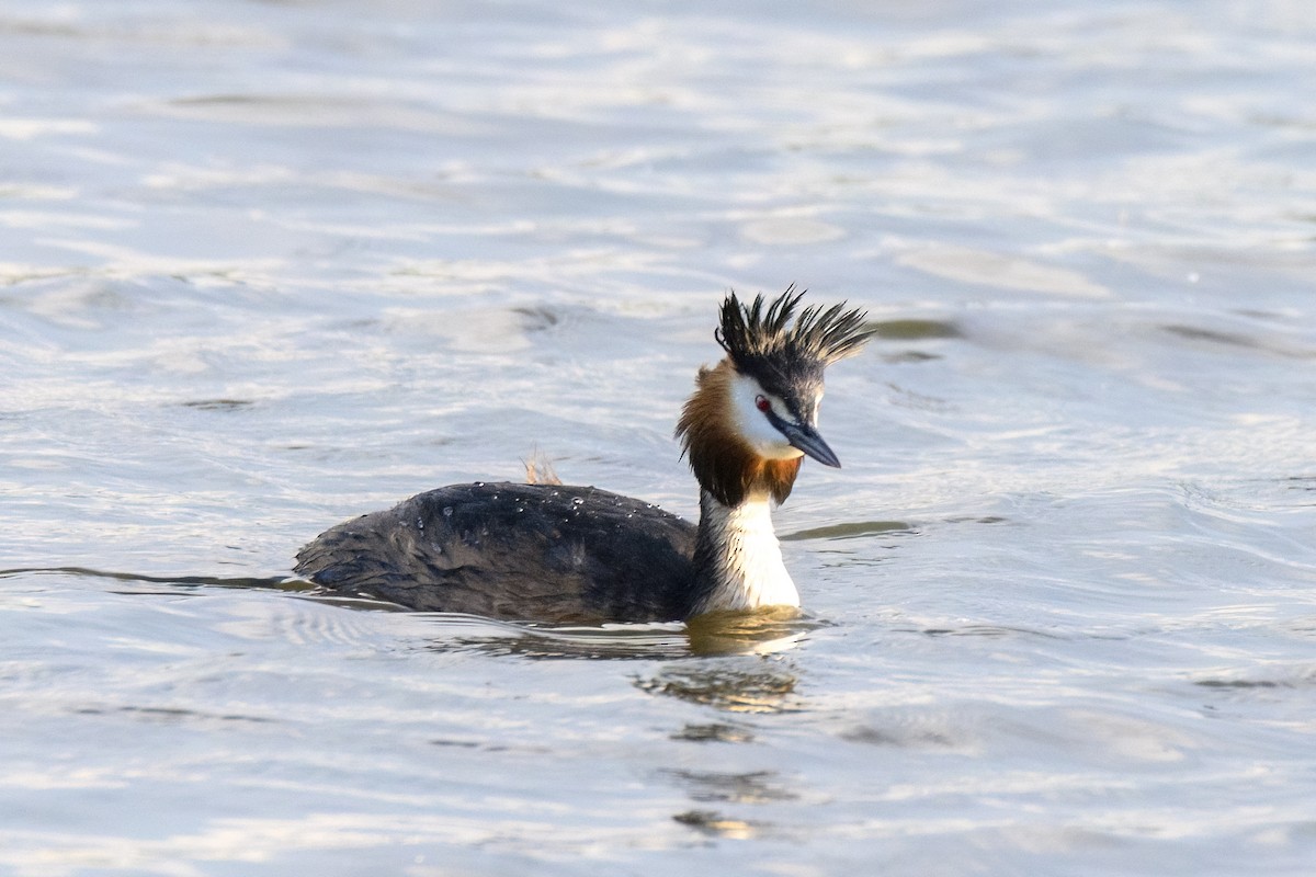 Great Crested Grebe - ML619498319