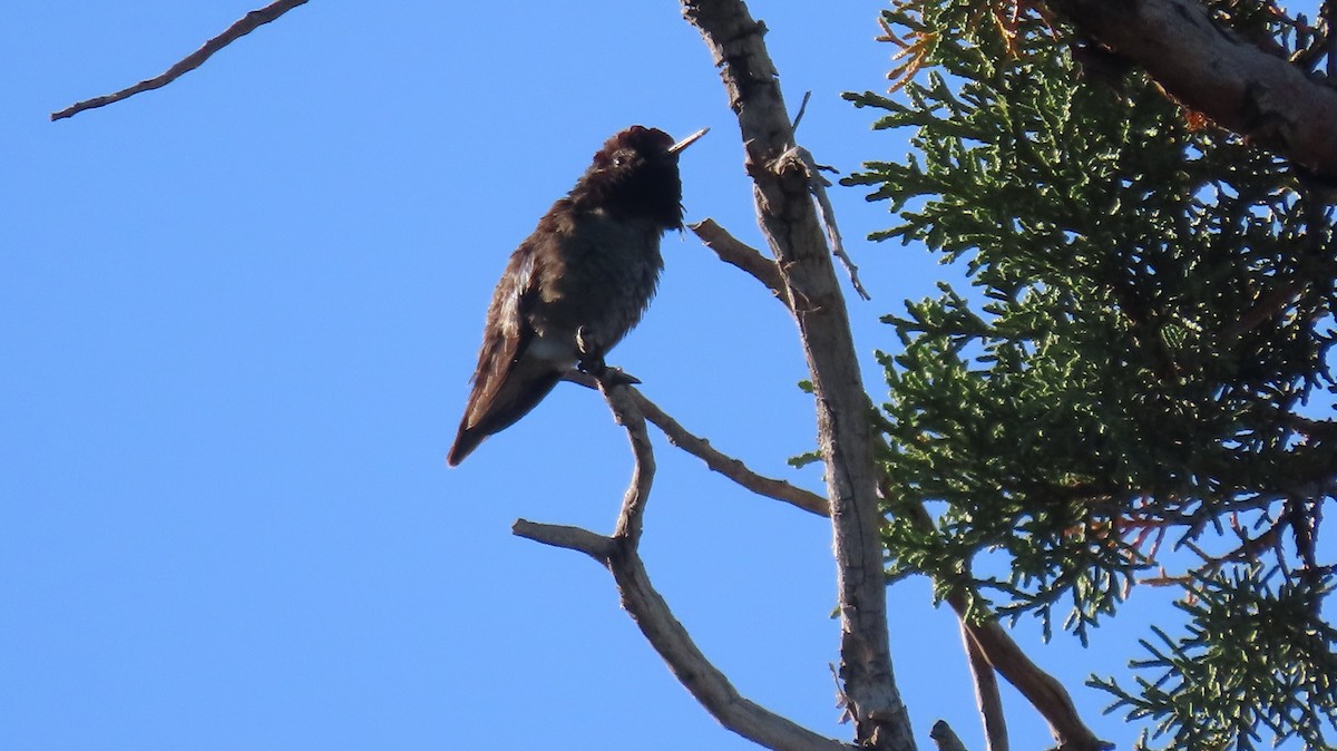 Anna's Hummingbird - ML619498324
