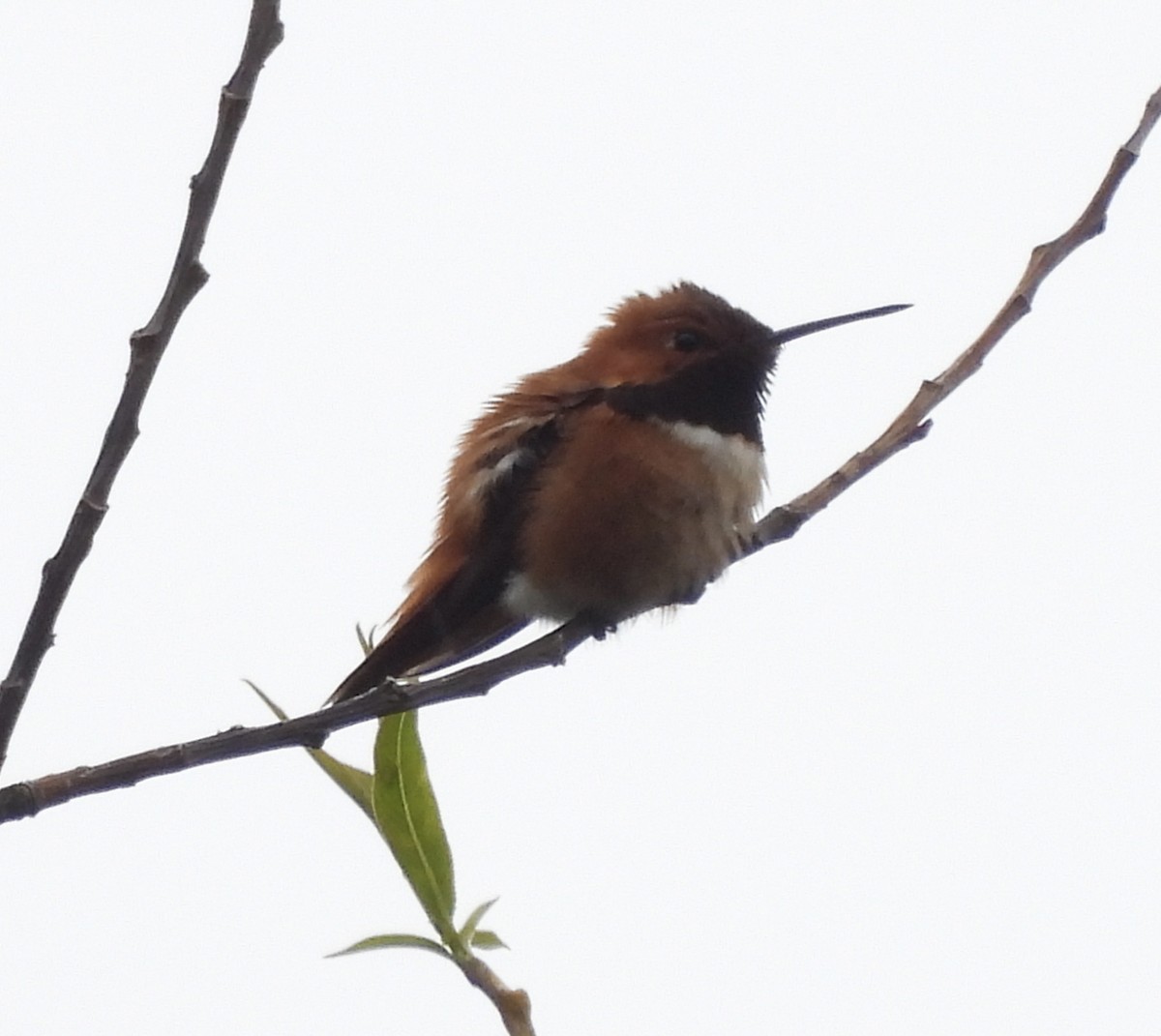 Rufous Hummingbird - ML619498328