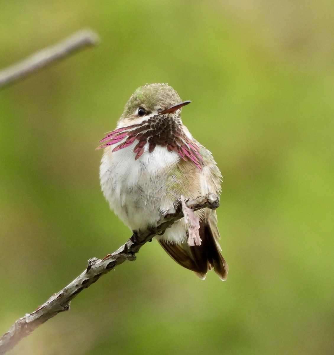 Calliope Hummingbird - ML619498331