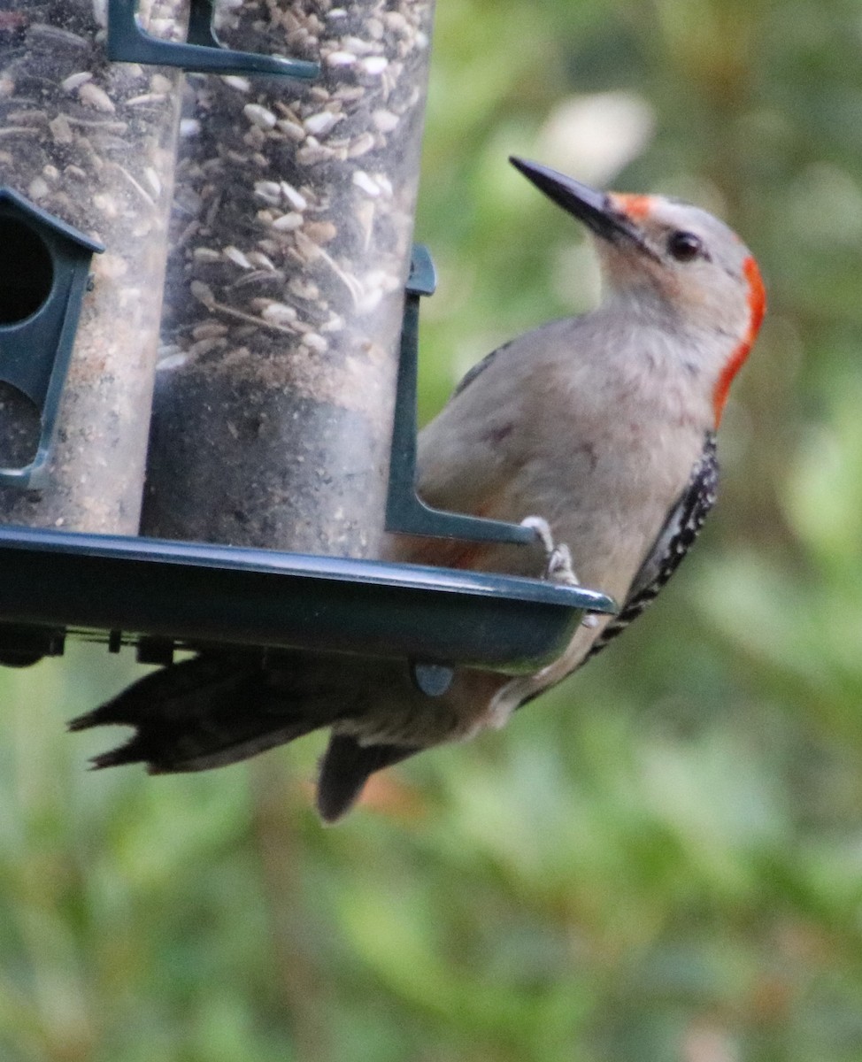 Red-bellied Woodpecker - ML619498333
