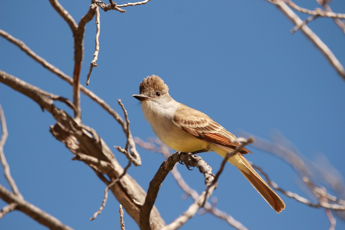 Brown-crested Flycatcher - ML619498341