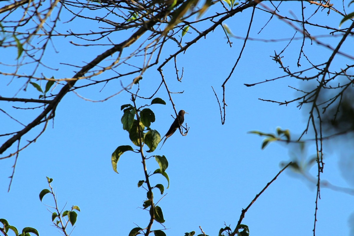 Swallow-tailed Hummingbird - ML619498352