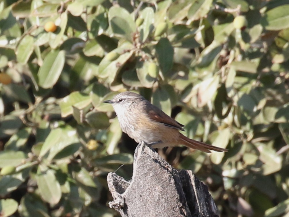 Necklaced Spinetail - ML619498382