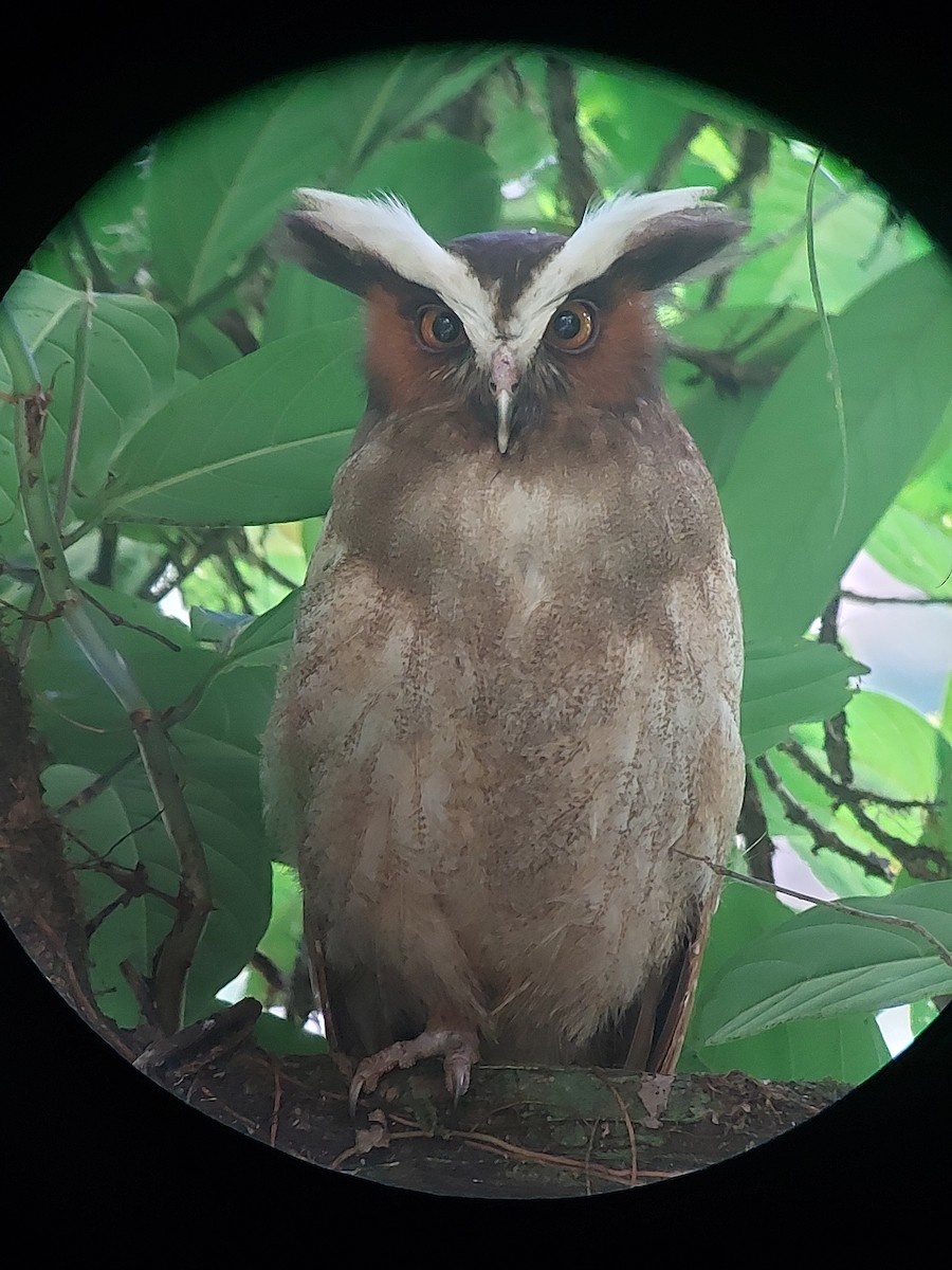 Crested Owl - ML619498387