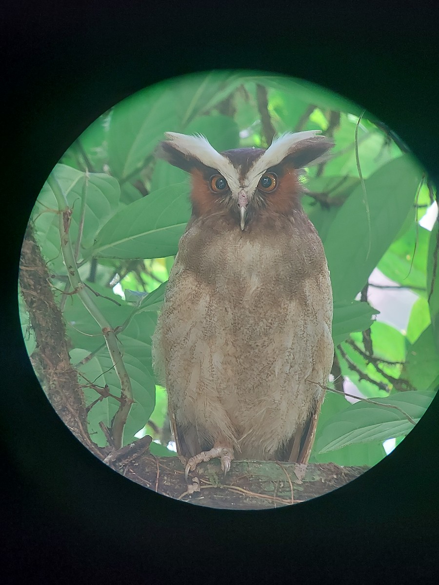 Crested Owl - ML619498388