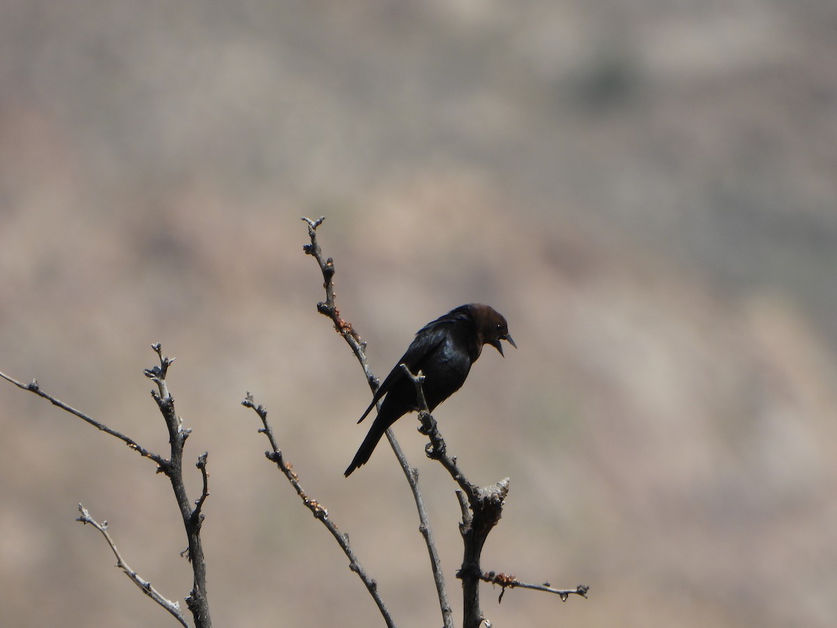 Brown-headed Cowbird - ML619498405