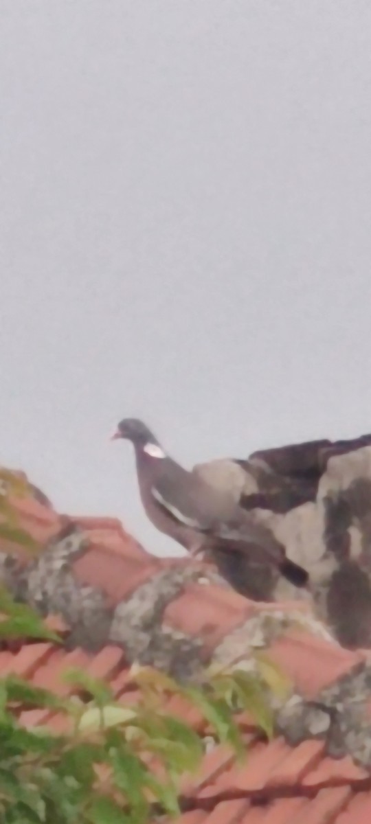 holub hřivnáč - ML619498409
