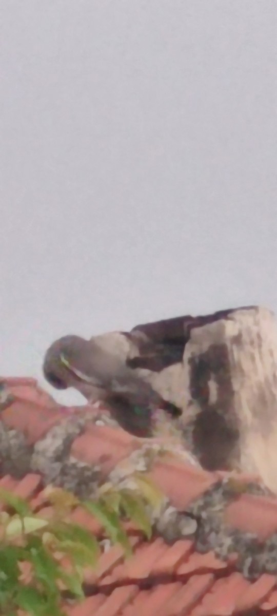 holub hřivnáč - ML619498410