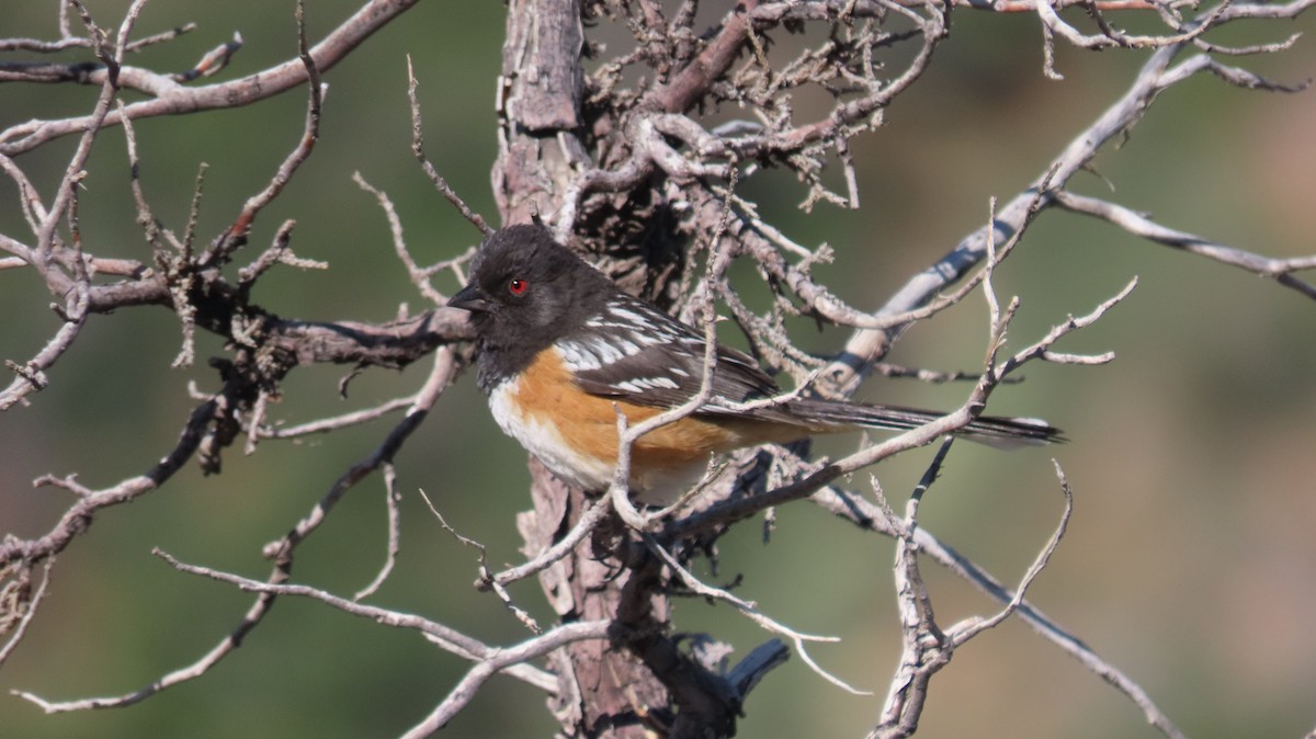 Spotted Towhee - ML619498451