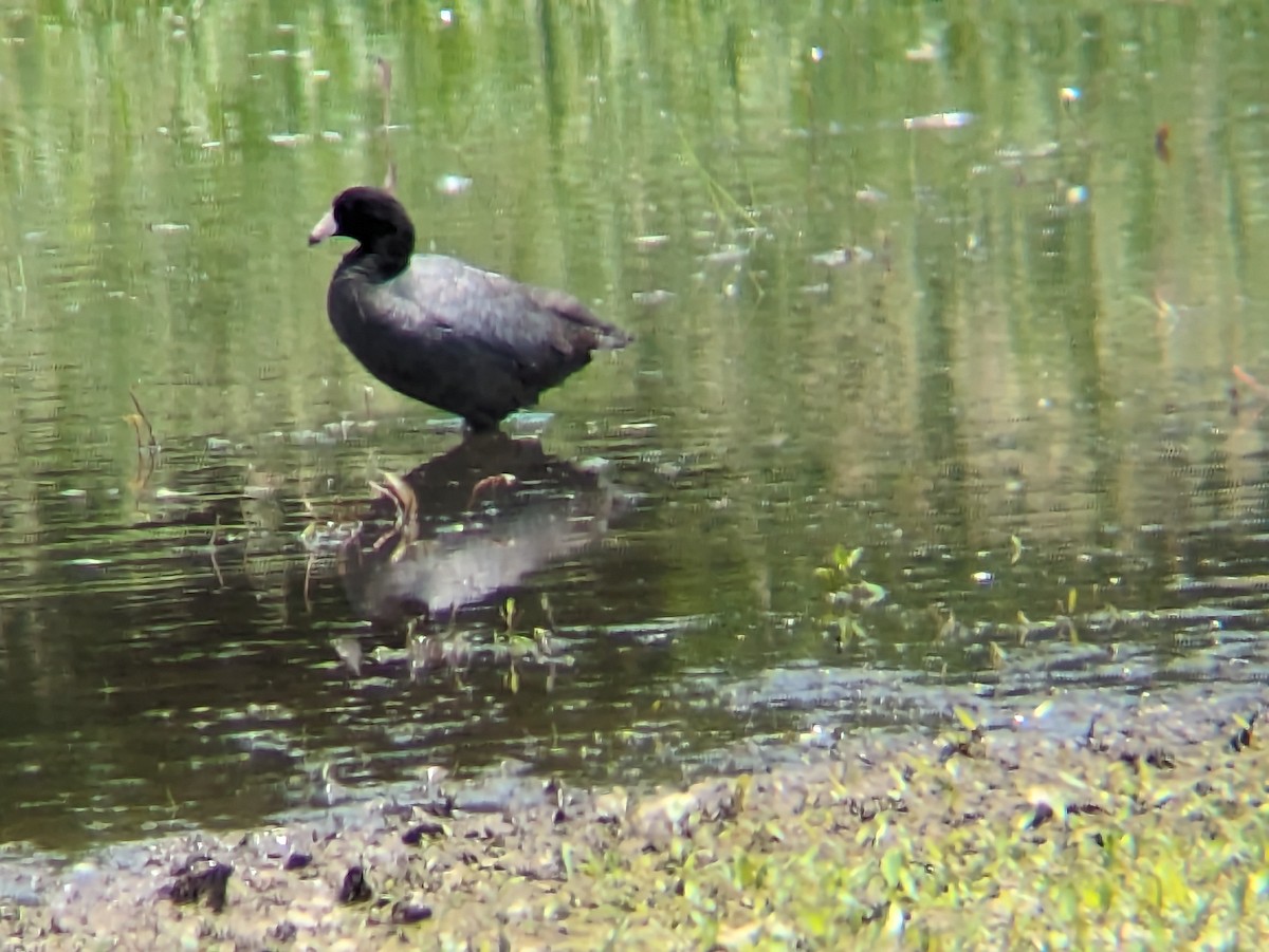 American Coot (Red-shielded) - ML619498494