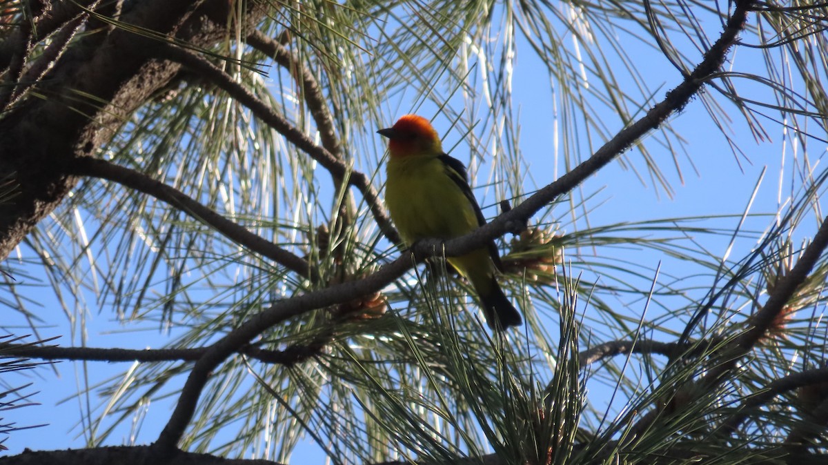 Western Tanager - ML619498511