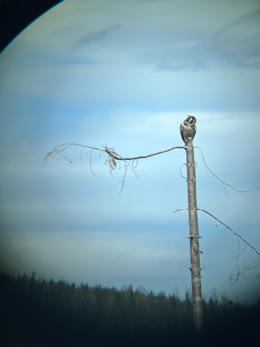 Northern Hawk Owl - ML619498512