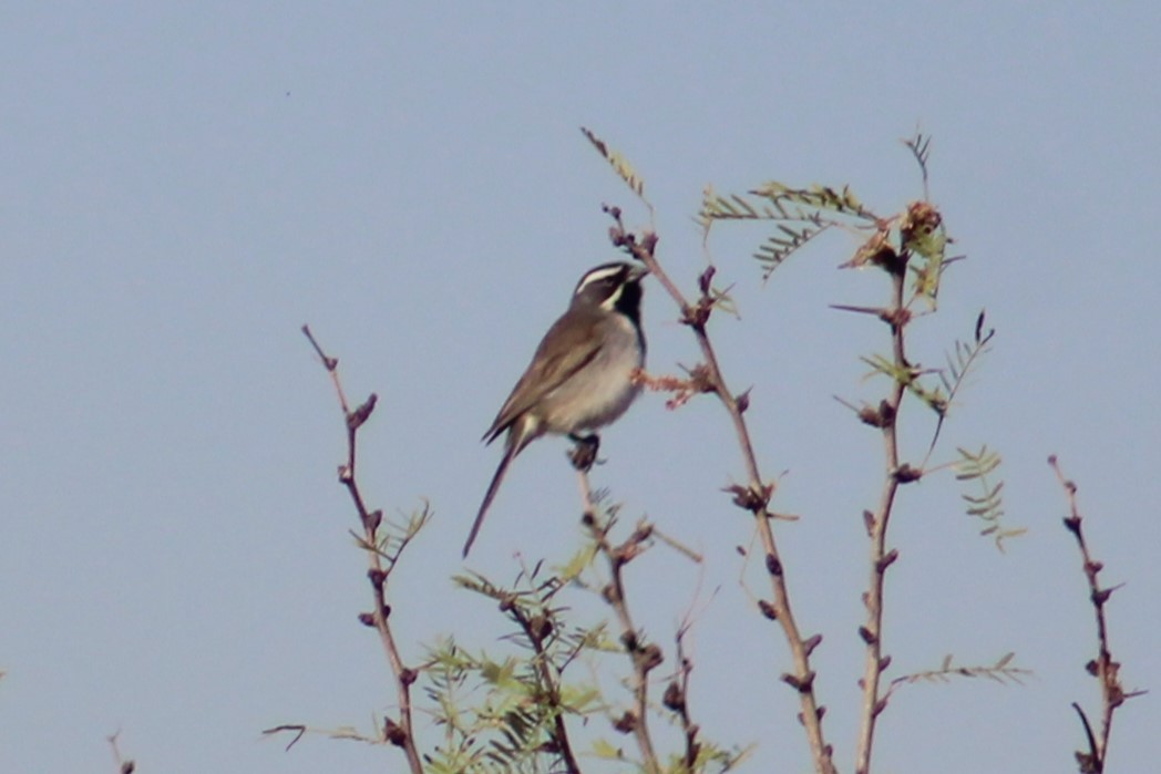 Black-throated Sparrow - ML619498537