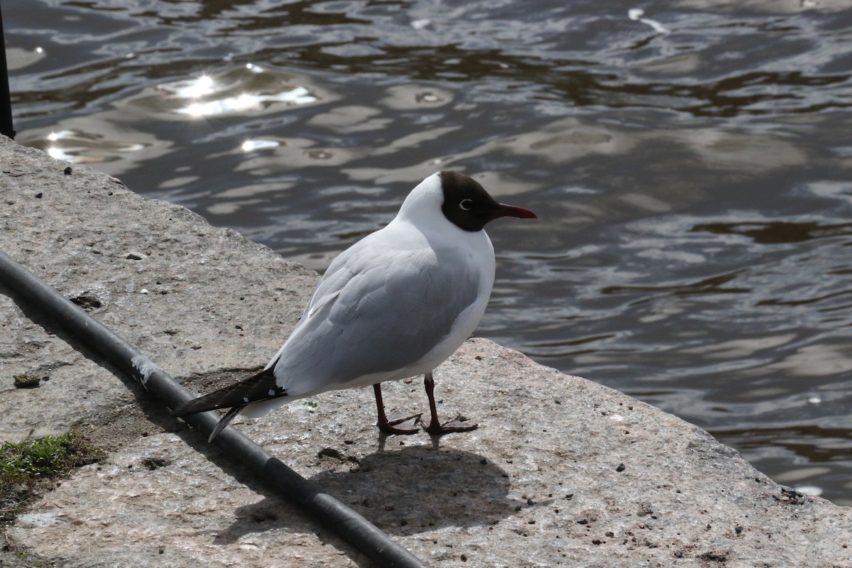 Mouette rieuse - ML619498542