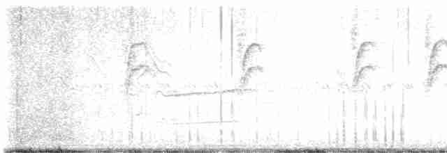 Bewick Çıtkuşu - ML619498559