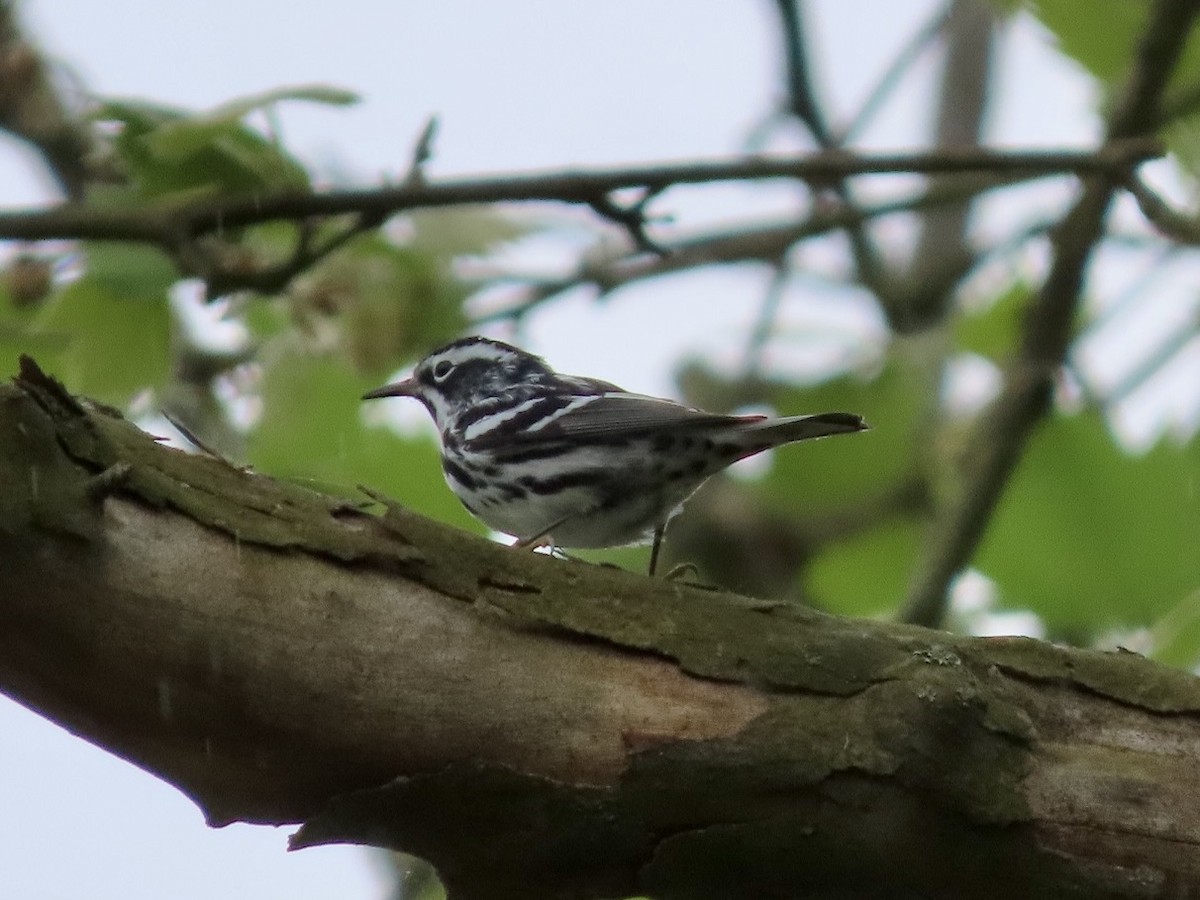 Black-and-white Warbler - ML619498577