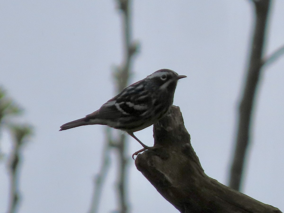Black-and-white Warbler - ML619498578